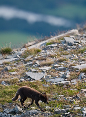 BB 11 0355 / Vulpes lagopus / Fjellrev